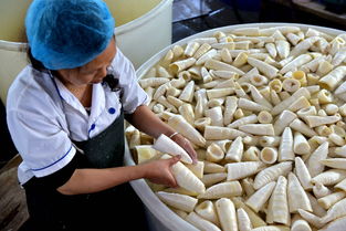 春筍加工效益高