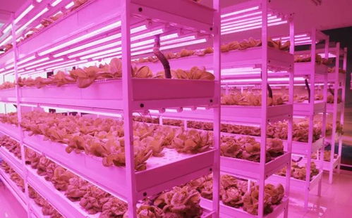 未來已來 植物工廠與麥秸畫，科技與傳統農業的創新融合